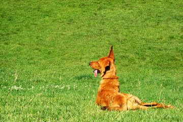 Coolidge Dog Park photo 2